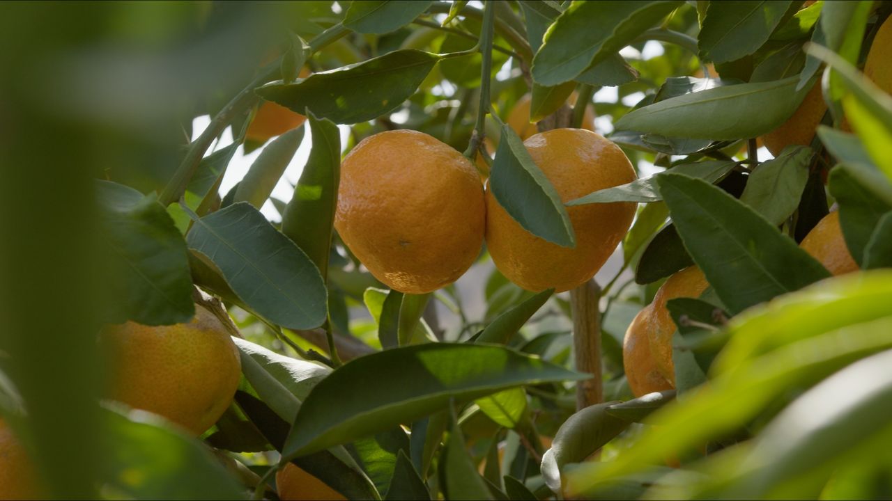 When Life Gives You Lemons — frame 20. Director of Photography Patrick D. A. Webb.